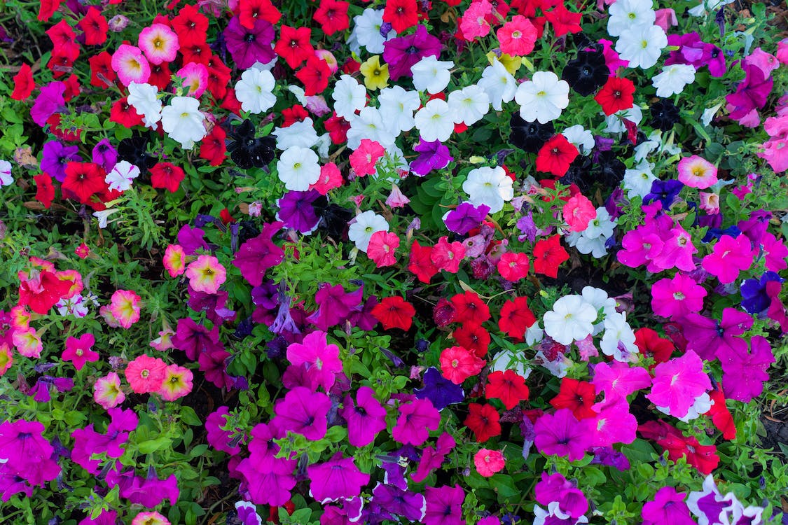 Color Variations