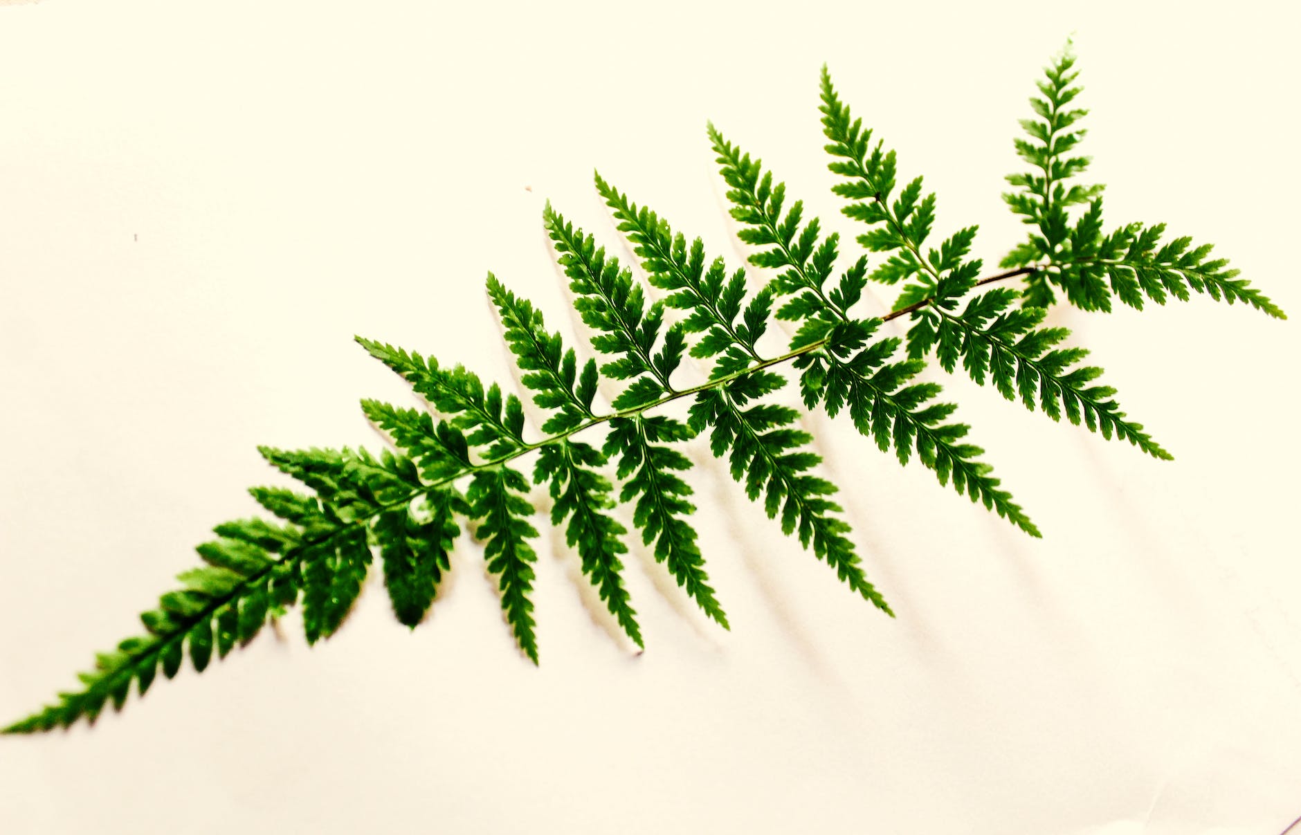 Ferns: The Low-Maintenance Houseplant You Need