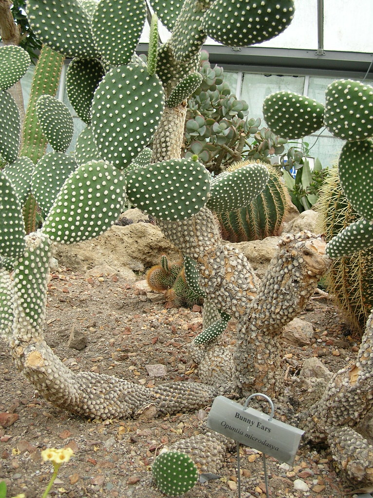 Bunny Ear Cactus