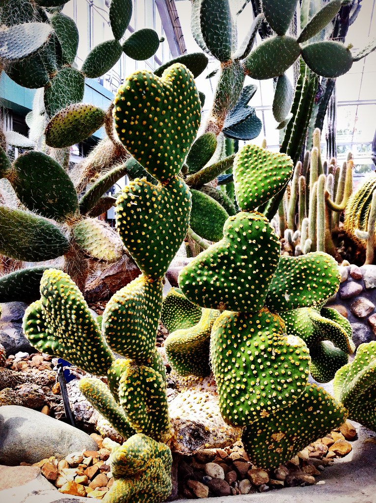 The Complete Guide for Bunny Ear Cactus (Opuntia Microdasys) - OneLife ...