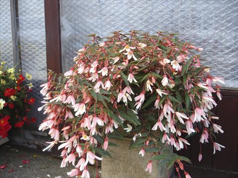 Begonia Boliviensis 'Million Kisses Elegance'